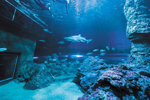 Dive With Sharks At AQWA - Northern Rivers Accommodation 3