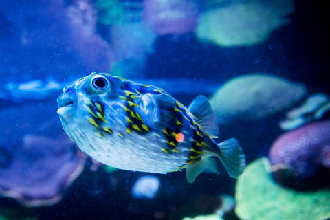 Dive With Sharks At AQWA - Northern Rivers Accommodation 4