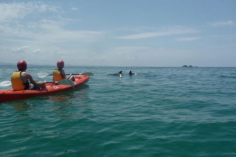 Kayaking With Dolphins In Byron Bay Guided Tour - Northern Rivers Accommodation 4