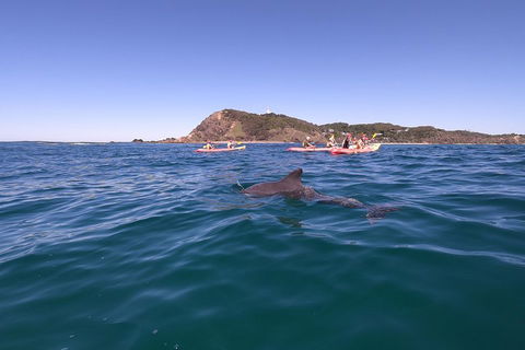 Kayaking With Dolphins In Byron Bay Guided Tour - Northern Rivers Accommodation 5