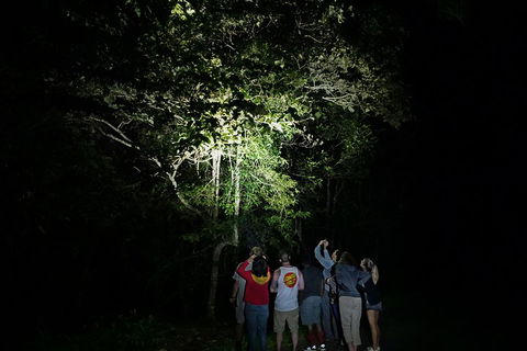 Atherton Tablelands Rain Forest By Night From Cairns - Northern Rivers Accommodation 2