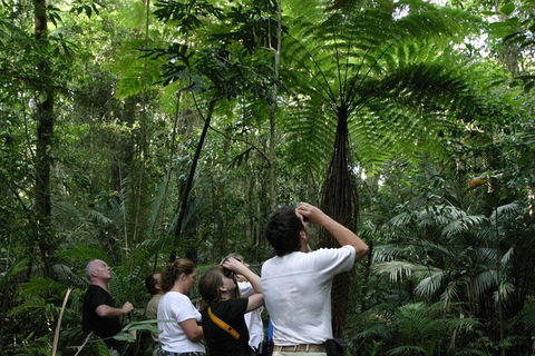 Atherton Tablelands Rain Forest By Night From Cairns - Northern Rivers Accommodation 3
