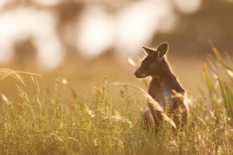 Blue Mountains Day Tour With Wildlife At Sunset From Sydney - Northern Rivers Accommodation 2