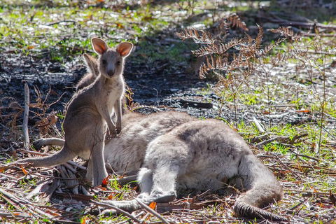 Adelaide To Melbourne 3-Day Trip Through Grampians And Great Ocean Road - Northern Rivers Accommodation 5