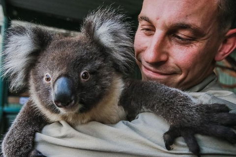 Kangaroos & Koala Encounter Experience (Half Day Private Tour) - Northern Rivers Accommodation 0