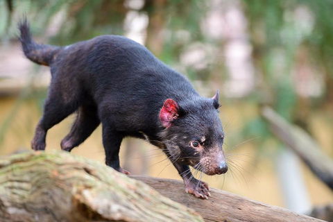 Kangaroos & Koala Encounter Experience (Half Day Private Tour) - Northern Rivers Accommodation 1