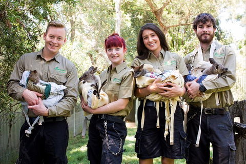 Kangaroos & Koala Encounter Experience (Half Day Private Tour) - Northern Rivers Accommodation 3