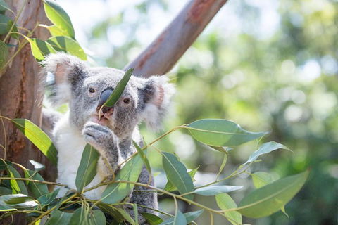 Kangaroos & Koala Encounter Experience (Half Day Private Tour) - Northern Rivers Accommodation 5