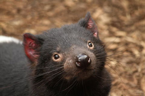 Day Tour In Mt. Field, Mt. Wellington, Bonorong Wildlife Sanctuary And Richmond - Northern Rivers Accommodation 4
