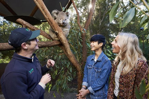 VIP Sanctuary Tour At Healesville Sanctuary Ticket - Northern Rivers Accommodation 1