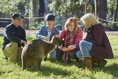 VIP Sanctuary Tour At Healesville Sanctuary Ticket - Northern Rivers Accommodation 2