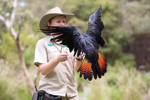 VIP Sanctuary Tour At Healesville Sanctuary Ticket - Northern Rivers Accommodation 5