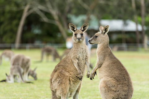 Melbourne Short Break Holiday To The Great Ocean Road & Grampians 3 Day Escape - Northern Rivers Accommodation 5