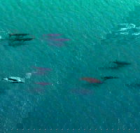 40-45 Minute Port Stephens and Stockton Beach Helicopter Flight - For 2 - Northern Rivers Accommodation