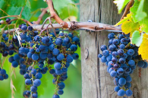 Yarra Valley, Dandenong Ranges Inc. Lunch With Wine,plus Morning Tea,chocolate - Northern Rivers Accommodation 0