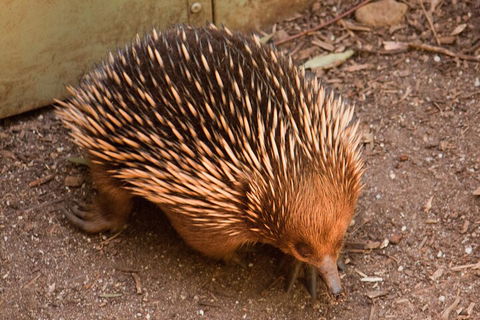 Puffing Billy And Healesville Sanctuary Scenic Tour - Northern Rivers Accommodation 0
