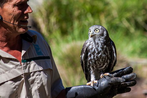 Puffing Billy And Healesville Sanctuary Scenic Tour - Northern Rivers Accommodation 3