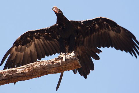Puffing Billy And Healesville Sanctuary Scenic Tour - Northern Rivers Accommodation 4