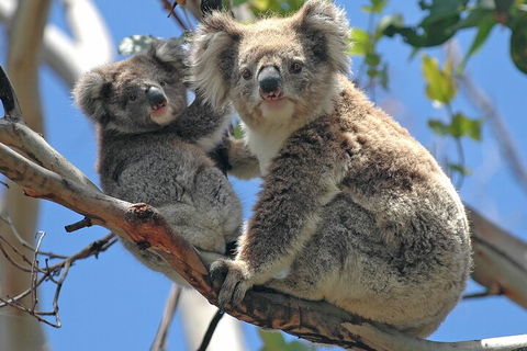 Puffing Billy And Healesville Sanctuary Scenic Tour - Northern Rivers Accommodation 5