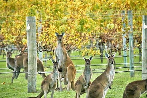 Margaret River Indulge And Discover Day Tour - Northern Rivers Accommodation 0