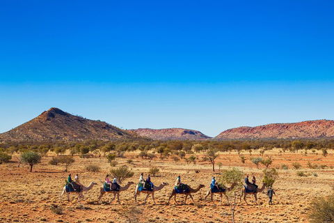 Alice Springs Camel Tour - Northern Rivers Accommodation 0