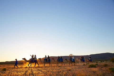 Alice Springs Camel Tour - Northern Rivers Accommodation 1