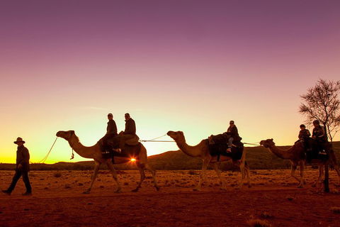 Alice Springs Camel Tour - Northern Rivers Accommodation 4
