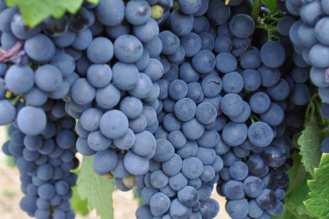 Adelaide Hills Day Tour. Winery Cellar Doors - Northern Rivers Accommodation 3