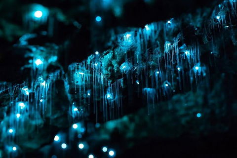 Hinterland Magic & Glow-worm Experience - Northern Rivers Accommodation 1