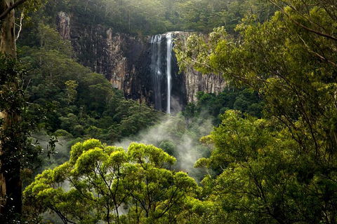 Hinterland Magic & Glow-worm Experience - Northern Rivers Accommodation 4