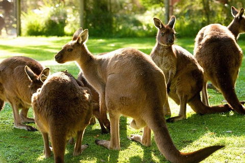Melbourne City Card (3 Days): Visit Unlimited Attractions! - Northern Rivers Accommodation 4