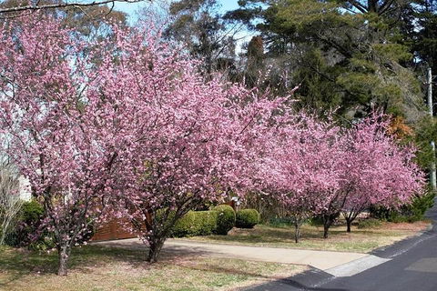 Blue Mountains - Northern Rivers Accommodation 1