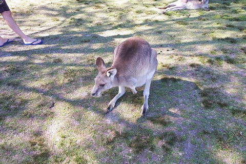Private & Fully Guided 4-day Sydney Tour Package - Northern Rivers Accommodation 5
