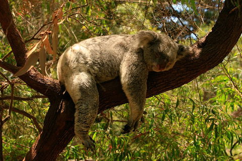 Australian Animals, Seascape And Sunset Photography Tour - Northern Rivers Accommodation 1