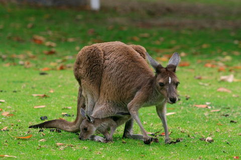 Australian Animals, Seascape And Sunset Photography Tour - Northern Rivers Accommodation 2