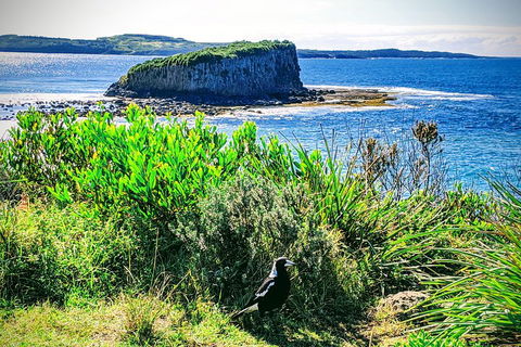 Erupting Blowholes And Ancient Rainforests With 'Personalised Sydney Tours' - Northern Rivers Accommodation 3