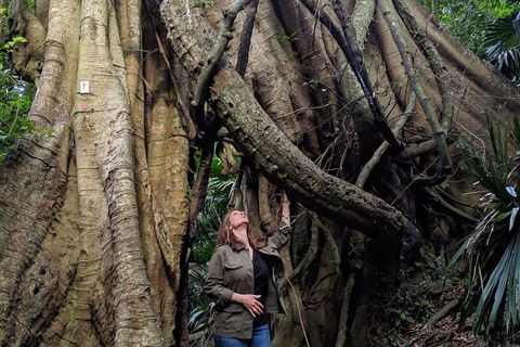 Erupting Blowholes And Ancient Rainforests With 'Personalised Sydney Tours' - Northern Rivers Accommodation 4