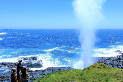Erupting Blowholes And Ancient Rainforests With 'Personalised Sydney Tours' - Northern Rivers Accommodation 5