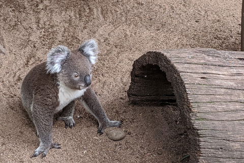 Australian Wildlife & Waterfalls Private Tour With 'Personalised Sydney Tours' - Northern Rivers Accommodation 0