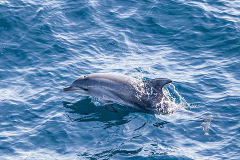 All Inclusive Dolphin And Tangalooma Wrecks Cruise - Northern Rivers Accommodation 1