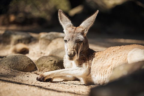 Sydney Taronga Zoo's Australian Animals Tour - Northern Rivers Accommodation 2