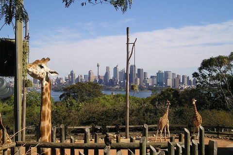 Sydney Taronga Zoo's Australian Animals Tour - Northern Rivers Accommodation 4