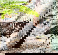 Sydney Taronga Zoo General Entry Ticket and Wild Australia Experience - Northern Rivers Accommodation