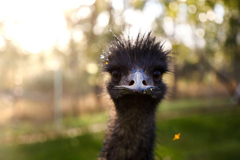 Victor Harbor And McLaren Vale Wine Region Day Tour - Northern Rivers Accommodation 2