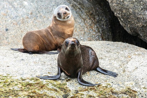 Victor Harbor And McLaren Vale Wine Region Day Tour - Northern Rivers Accommodation 4