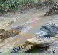 Top End Waterfalls and Wetlands - Northern Rivers Accommodation