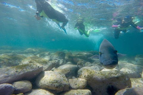 Manly And Shelly Beach Snorkeling Tour - Northern Rivers Accommodation 0