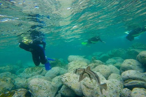 Manly And Shelly Beach Snorkeling Tour - Northern Rivers Accommodation 1