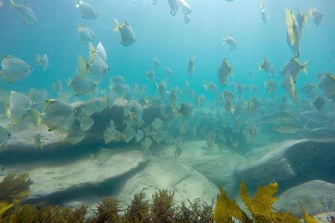 Manly And Shelly Beach Snorkeling Tour - Northern Rivers Accommodation 2