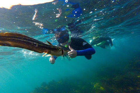 Manly And Shelly Beach Snorkeling Tour - Northern Rivers Accommodation 3